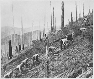 Civilian Conservation Corps enrollees clearing the land for soil conservation