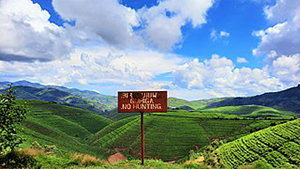 a tea plantation in Rwanda