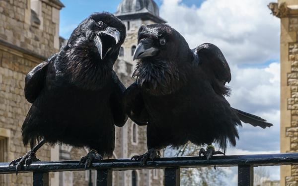 Jubilee and Munin, Ravens, Tower of London by Colin, CC BY-SA 4.0