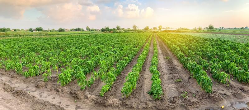 a farm field with crops