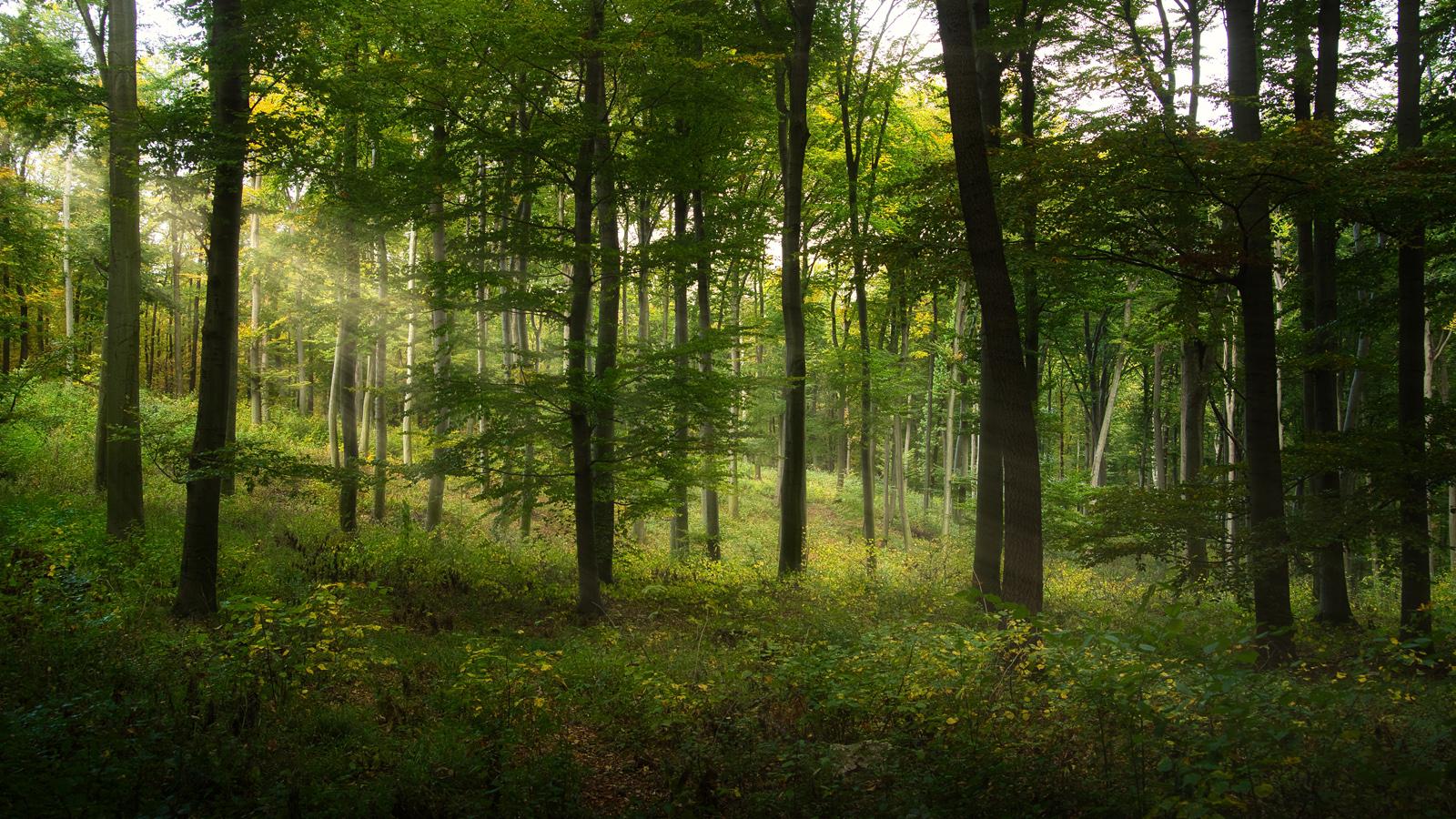 forest with green grass and tall thin trees