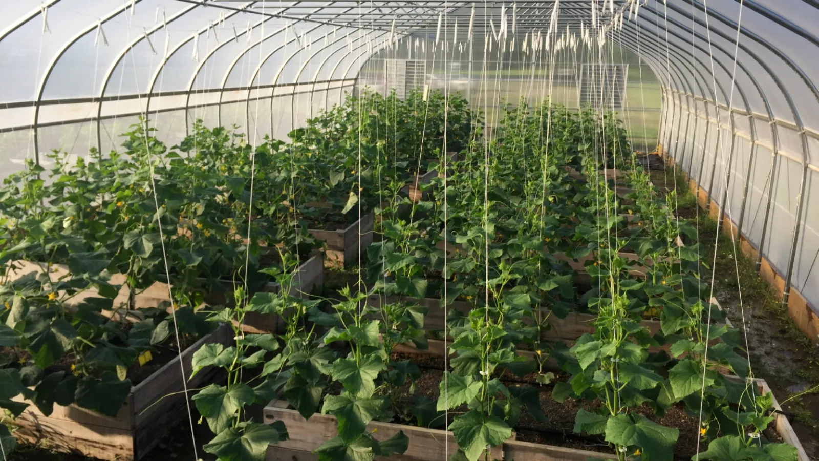 plants in a greenhouse