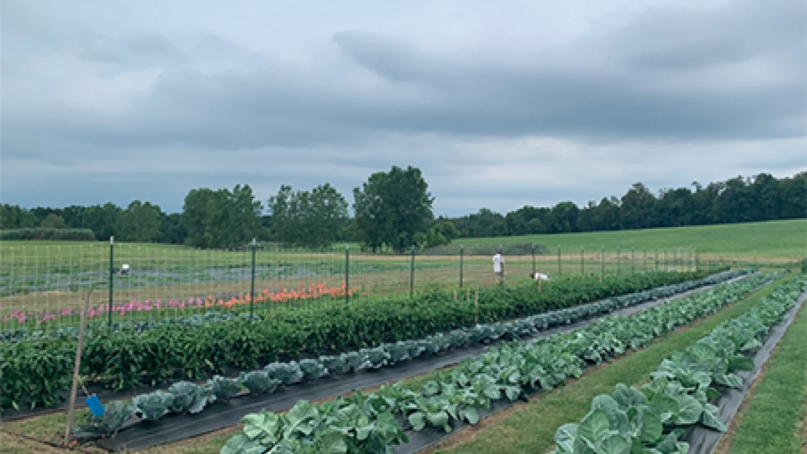 a field with crops