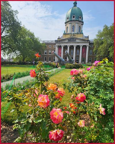 rose garden with building in background