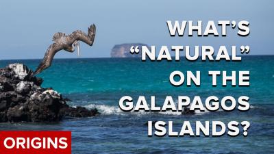 a sea gull diving toward water with rocks in the background