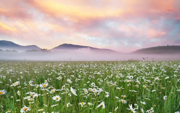 a field of daisies with a misty sky and mountains