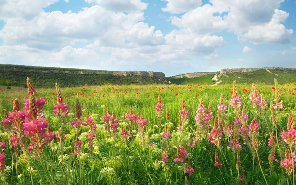 a field with flowers and a sky with white puffy clouds