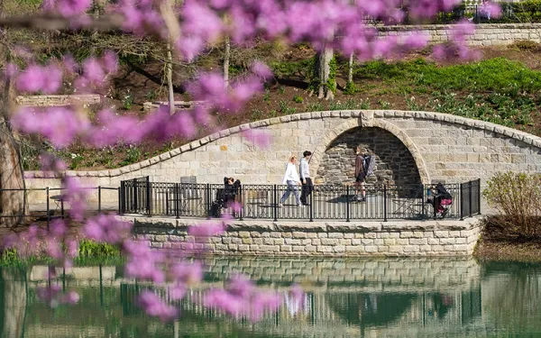 Students and Mirror Lake at Ohio State in spring with purple flowers