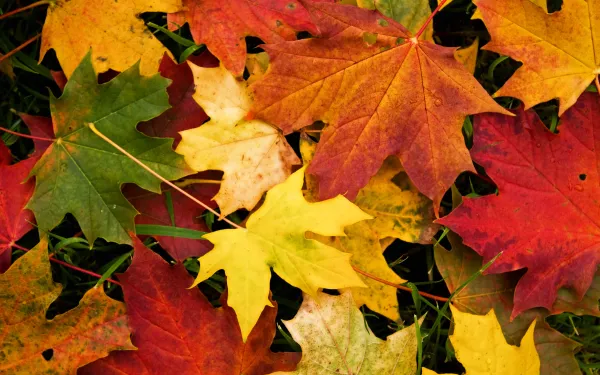 autumn leaves