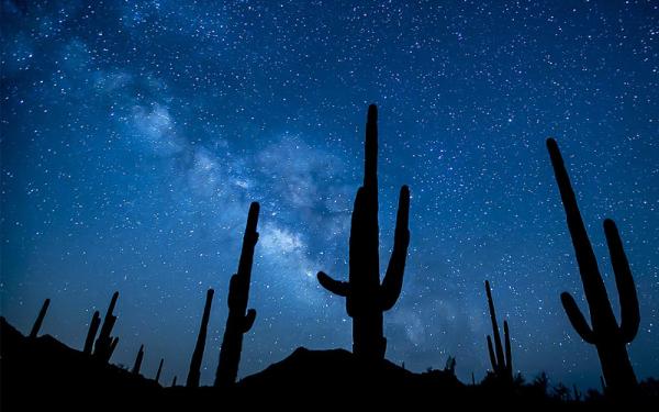 night sky with cacti by Bureau of Land Management, CC By 2.0