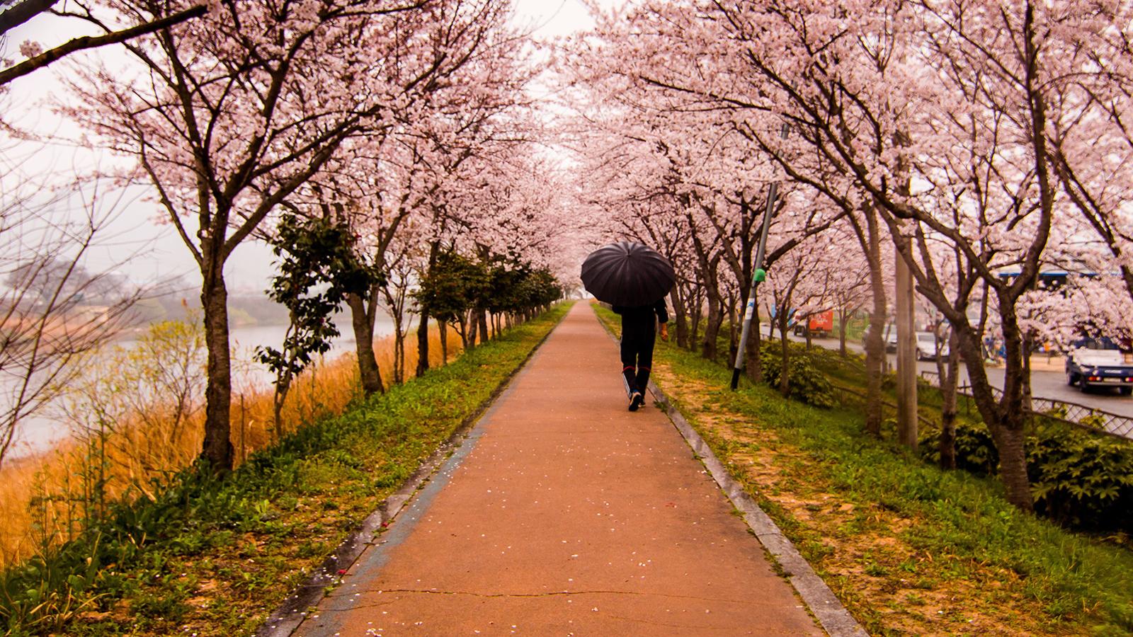 person holding an open umbrella walking along a path with blossoming trees on each side of the path