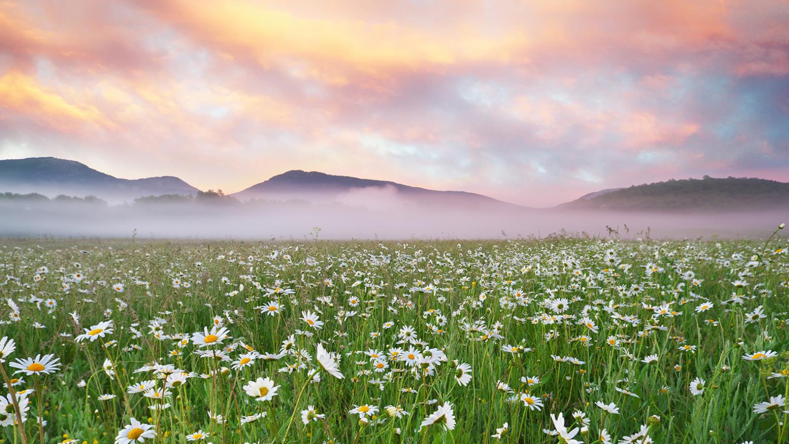 a field of daisies with a misty sky and mountains